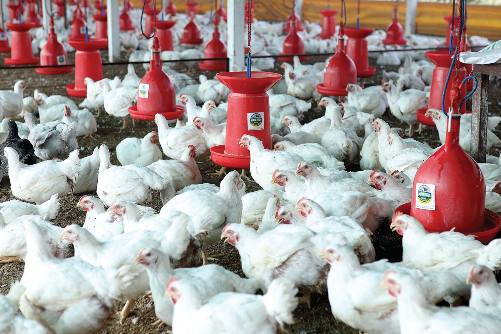 Broiler flock at a customer farm