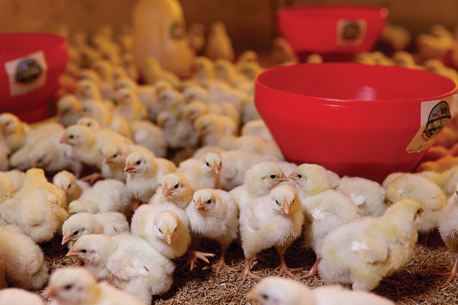 Healthy day-old chicks on a commercial poultry farm